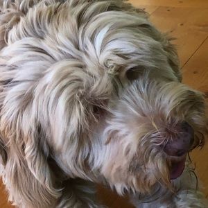 Meet your Posher, Penny